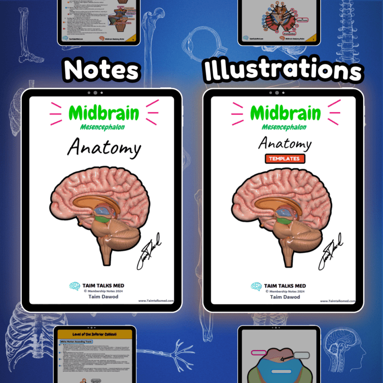 Midbrain Segment Midbrain (Mesencephalon) – TaimTalksMed – Medicine Lectures, Notes ...