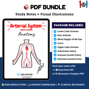 Arterial System